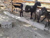 Ram, Sheep — photo 3