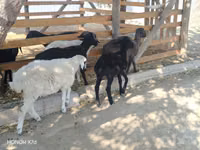 Sheep (batch, sex not specified), Sheep — photo 2