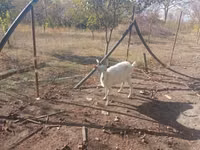 Goat, Goats — photo 2