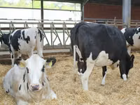Kuh, Holstein-Rasse — Foto 4