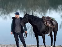 公马, Karachay horse — 照片 7