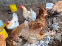 Shamo chickens — photo 6