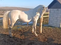 Horse (M), Horses — photo 2