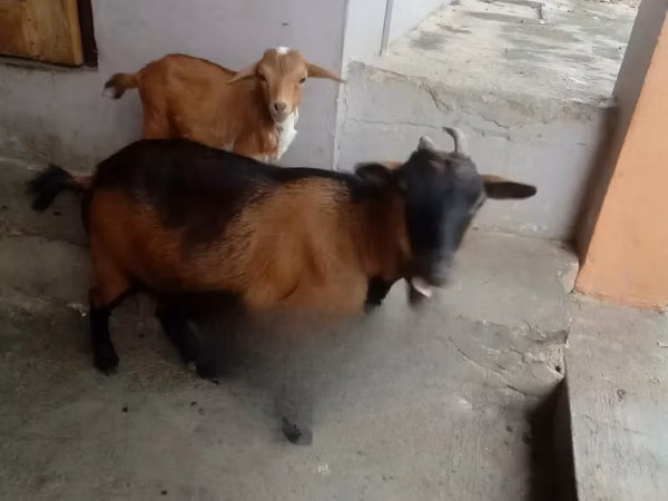 Cabra, Cabras — Ghana