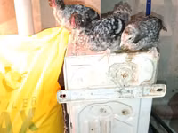 Chickens — الصورة 6