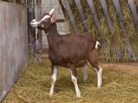 Cabra, Toggenburg goat — foto 2