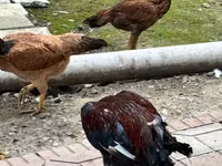 Chickens — foto 2
