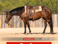 Yegua, Quarter Horse — foto 1
