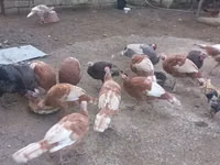 Turkeys — फ़ोटो 7