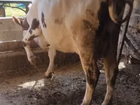गाय, ऐरशायर — फ़ोटो 1
