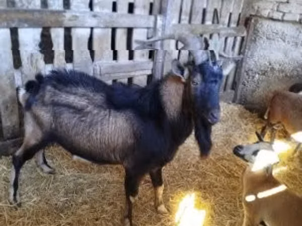تيس, Italian Alpine goat
