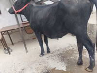 Vaca, Ganado vacuno — foto 5