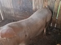 母猪, Pigs — 照片 1