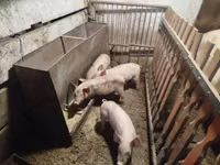 Schweine (Partie, Geschlecht nicht angegeben) — Foto 1