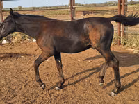 Pferde (Partie, Geschlecht nicht angegeben), Karachay horse — Foto 2