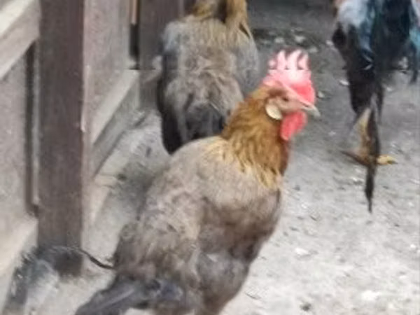 Куры