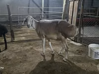 نعجة, Afghan Arabi sheep — الصورة 2