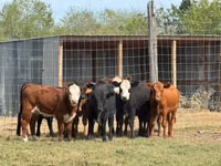 Bovinos (lote, sexo no especificado), Hereford — foto 1