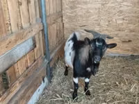 تيس, Dutch Landrace goats — الصورة 1