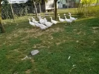 Geese — photo 3