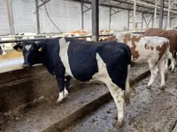 母牛, Russian Black pied cattle — 照片 4