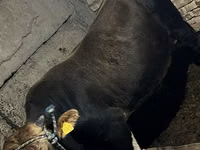 Toro, Ganado vacuno — foto 2