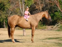 Hengst, Quarter Horse — Foto 2