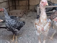Australian Pit Game fowl — photo 2