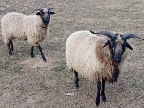 Sheep (batch, sex not specified), Cameroon sheep