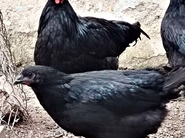 Chickens