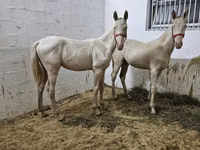公马, Akhal-Teke — 照片 3