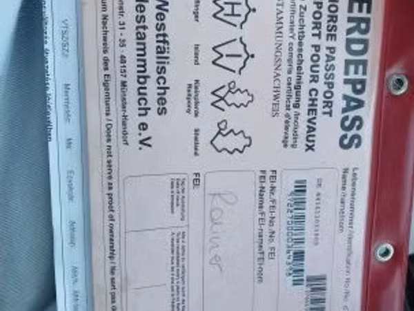 Horse (M), Westphalian
