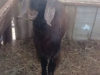 Ziegenbock, Damask goat — Foto 3