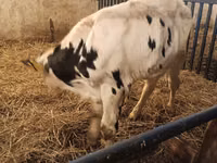 Toro, Russian Black pied cattle — foto 4