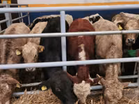 Cattle (batch, sex not specified), Hereford — photo 3