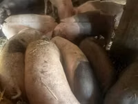 Schweine (Partie, Geschlecht nicht angegeben), Schweine — Foto 3