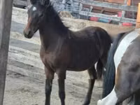 حصان, Welsh Cob — الصورة 2