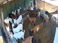 母山羊, Saanen goat — 照片 4