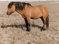 घोड़ा, Mugalzhar horse — फ़ोटो 1