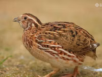 Quails — फ़ोटो 2