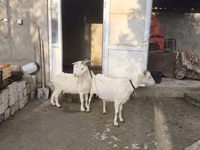 Cabra, Cabras — foto 3