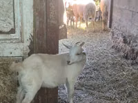 Cabra, Cabras — foto 1