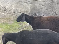 Ram, Rhon sheep — photo 4