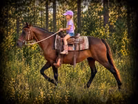 母马, Quarter Horse — 照片 1