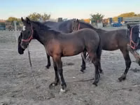公马, Friesian — 照片 2