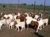 Goats (batch, sex not specified), Boer goat — photo 1