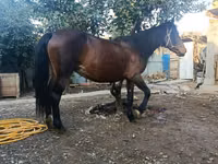 Mare, Horses — photo 2