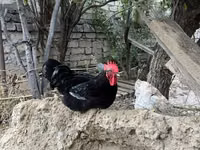 Chickens — 照片 3