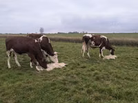 Cow, Russian Black pied cattle — photo 2