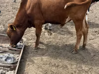 सांड, Simmental cattle — फ़ोटो 2
